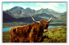 A Highland Rover Cattle in Scotland Postcard Unposted - £3.77 GBP