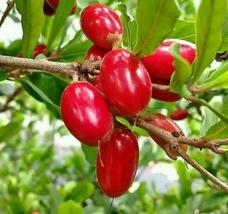 3X Seeds Miracle Fruit Seeds (Synsepalum dulcificum) Plant For Home Garden OSAM - £39.53 GBP