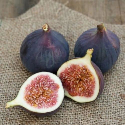 Magnolia Fig-Ficus carica - Live Well Rooted STARTER Plant - $17.98