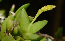 Oberonia Seidenfadenii Miniature Orchid Mounted - £22.55 GBP