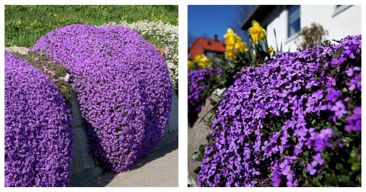 Primary image for Creeping Thyme Seeds Rock CRESS Plant - Purple Flowers 400PCS Seeds