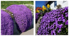 Creeping Thyme Seeds Rock CRESS Plant - Purple Flowers 400PCS Seeds - £22.74 GBP