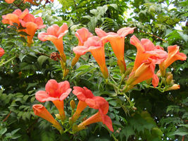 BStore 100 Seeds Flower Vine Perennial Trumpet Creeper Campsis Radicans - £7.66 GBP