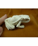 FROG-W29) little Frog shed ANTLER figurine Bali detailed amphibian love ... - $114.99