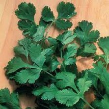 Premium Slow Bolt Cilantro Fresh Organic Var Heirloom Seeds - $219.99 MXN