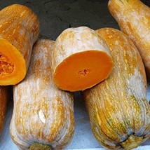 20 Seeds Honeynut Squash Butternut Vegetable Seed, Delicious Vegetable - $30.00