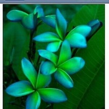 5 Blue Green Plumeria Seeds Plants Flower Flowers Perennial Seed 196 - £6.44 GBP