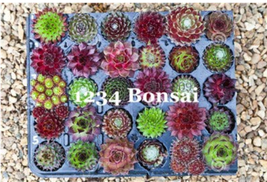 100 Seeds/Lot Sempervivum Succulent Plants Sempervivum Oubeni Makiginu B... - £8.73 GBP