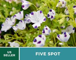 50 Five Spot Seeds Nemophila maculata Heirloom Flower Unique and Colorful Blooms - £12.59 GBP