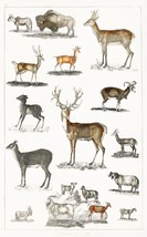 12945.Room Decor Poster.Home Wall art.1774 vintage animal illustration.Deers - £12.94 GBP+