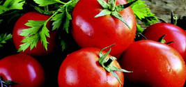 Goliath Early Hybrid Tomato Seeds S_S - $8.35