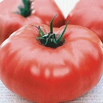 Best 50 Seeds Brandywine Tomato Vegetable Garden Planting Tomatoes USA - £3.83 GBP