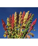 50 Pcs Brightest Brilliant Quinoa Seeds #MNHG - £10.96 GBP