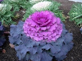 30 Purple Prince Flowering Kale / Annual Flower Seeds USA Seller Garden Fresh - £10.37 GBP