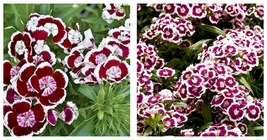 400 seeds Dianthus- Holborn Seeds Fresh Garden Seeds - £17.57 GBP