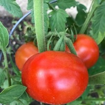 Fresh Seeds USA Super Sioux Tomato Midwestern Seeds Grown To Organic Standards - £12.64 GBP