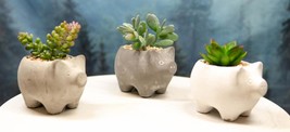 Set of 3 Realistic Artificial Botanica Succulents in Little Pigs Pot 5&quot; ... - £40.05 GBP