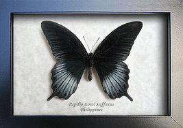 Tailed Great Yellow Mormon Papilio Lowi Rare Real Butterfly Entomology S... - £39.90 GBP