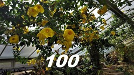 100 Live Rooted Vine Clippings GOLDEN TRUMPET VINE Heirloom  Wild Grown ... - £159.58 GBP