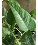 Cebu Blue Pothos - Epipremnum Pinnatum - Easy Care Climbing Philodendron - $5.94