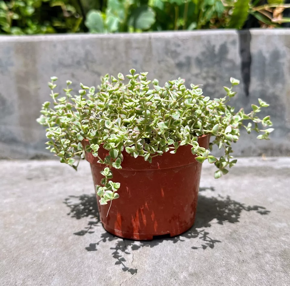 Well-Rooted Crassula Sedum ‘Little Missy’ non-Variegated in 4” inch pot ... - £25.50 GBP