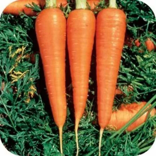 Carrot Danvers 126 Heirloom Vegetable 4,000 Seeds Garden Fresh USA Shipping - $16.77