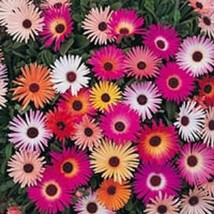 200 Mixed Colors Ice Plant Mesembryanthemum Daisy Livingstone Daisy Doro... - £11.73 GBP