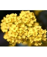 50 Fresh Seeds Alyssum Basket Of Gold - $5.98
