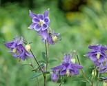 100 Seeds Dwarf Columbine Seeds Perennial Wildflower Shade Garden Patio ... - $8.99