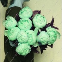 10 Of Chinese Peony Tree Seeds - Light Green Ball Type Flowers - $9.62