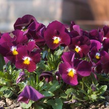 Viola Cornuta King Henry Seed Fresh Garden USA Shipping - £6.64 GBP