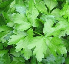 500+ DARK GREEN FLAT LEAF ITALIAN PARSLEY SEEDS  Herbs COOKING  - $10.10