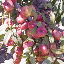 2 Seeds Pack Red Flat Peach Peento Saucer Peach Plant Fresh Seeds - £7.38 GBP