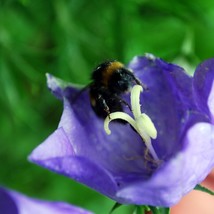 Campanula Medium Blue Canterbury Bells Seed US Fast Shipping - $10.48
