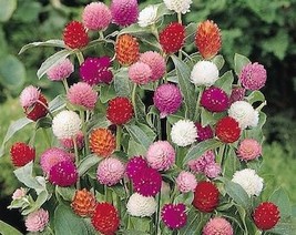 USA Seller 50 Globe Amaranth Mix Gomphrena Globosa Mixed Colors Amaranthus Flowe - £11.19 GBP