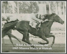 1965 - WHAT A TREAT winning the Mimosa Stakes at Hialeah - 10&quot; x 8&quot; - £15.71 GBP