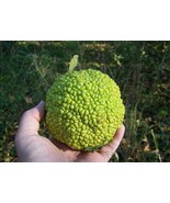 10 Hedge Apple Osage Orange Horse Apple Monkey   - £13.36 GBP