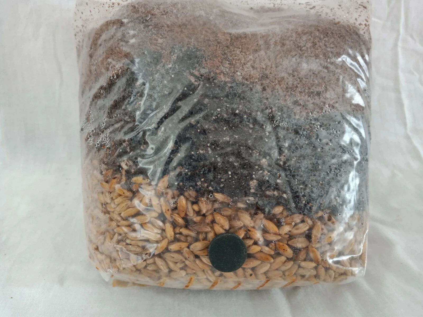 All in One Mushroom Grow Bag Sterilized 3.5 lb GROWING BIO-BAG KIT FAST ... - $31.11