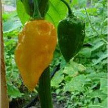 Devil&#39;S Tongue Hot Peppers Yellow Seeds 20+ Seeds Non Gmo Frui Fresh - £8.03 GBP