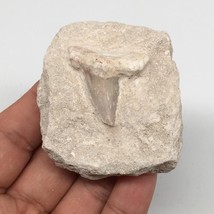 99.6g,2.3&quot;X2&quot;x1.2&quot;Otodus Fossil Shark Tooth Mounted on Matrix @Morocco,MF1995 - £4.15 GBP