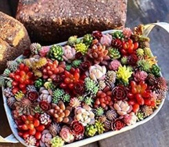 500 Of Succulent Planter Seeds Mix Lithops - $11.37