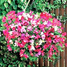 50 Sweet Pea Knee High Mix Seeds Baskets Window Boxes Trailing Flowering GardenF - $8.35