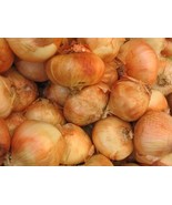 SRN Allium Maui Sweet Onion Seeds Garden - $15.79 CAD