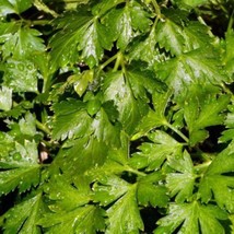 Italian Flat Leaf Parsley Herb Heirloom Seeds Open Pollinated Container Non-Gmo  - £9.50 GBP