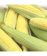 50+ Early Golden Bantam Sweet Corn Seeds, NON-GMO, Heirloom #56 - $3.95