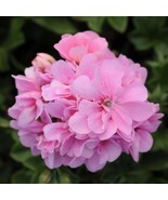 25+ Precision Pink Ivy Leaf Geranium Seeds | Trailing Blooms - €14,26 EUR