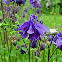 101 Dwarf Columbine Seeds Wildflower Shade Garden Patio Perennial Container Easy - £9.42 GBP