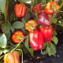 Iko-Iko Sweet Pepper Seeds (5 Pack) - Vibrant Multi-Colored Peppers, Perfect for - £2.76 GBP