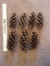 7 WHITE TIPPED PINE CONES FOR CRAFTS - $12.75
