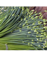 SML 10 Bushel Gourd Seeds For Planting Giant Round Gourds Bulk Seeds - €15,94 EUR
